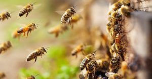 Lebah Asia Serbu Kawasan Eropa, Para Ahli Keluarkan Peringatan ‘Awas pembunuh’ Dini